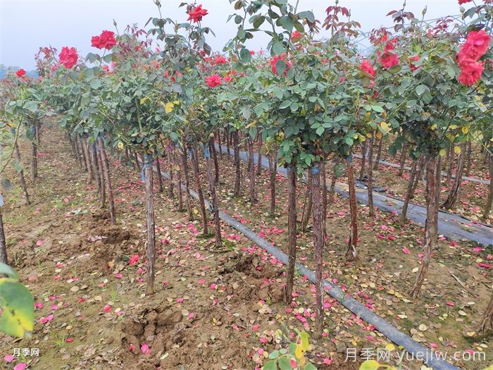 怎樣讓新栽的月季樹快速生根？(圖3)