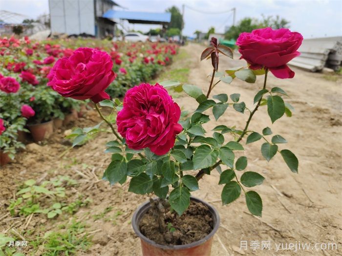 紅龍?jiān)录疽荒觊_(kāi)幾次花？4-12月開(kāi)6次(圖2)