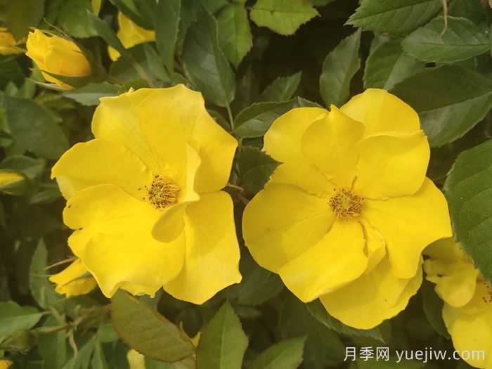 河北河間：月季成網(wǎng)紅，美麗能致富(圖2)