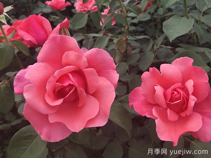 河北河間的樹狀月季美翻了，興村致富新路子(圖2)
