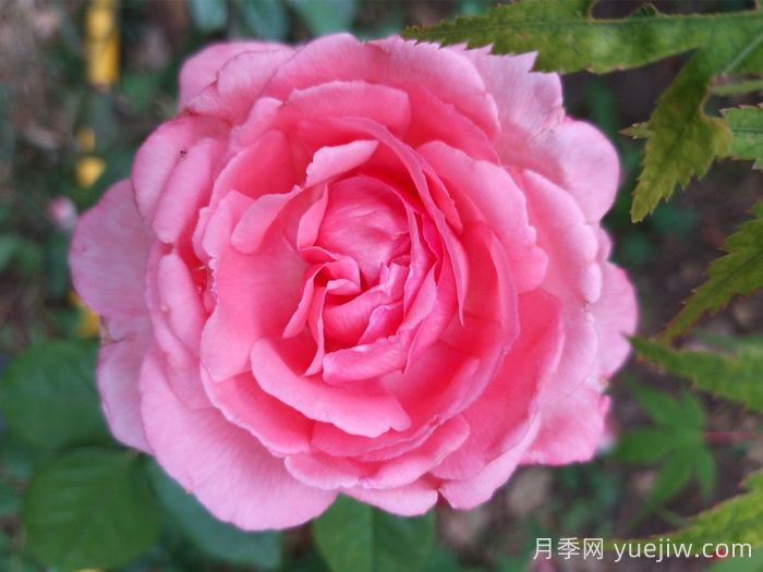 月季，即成美景，也能入藥(圖1)