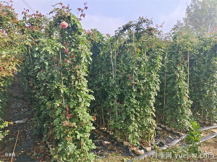 藤本月季是購(gòu)買大苗好還是小苗好？(圖1)