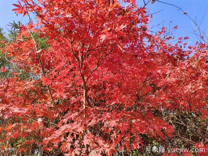 中國紅楓、美國紅楓、日本紅楓、加拿大紅楓的區(qū)別對(duì)比(圖2)