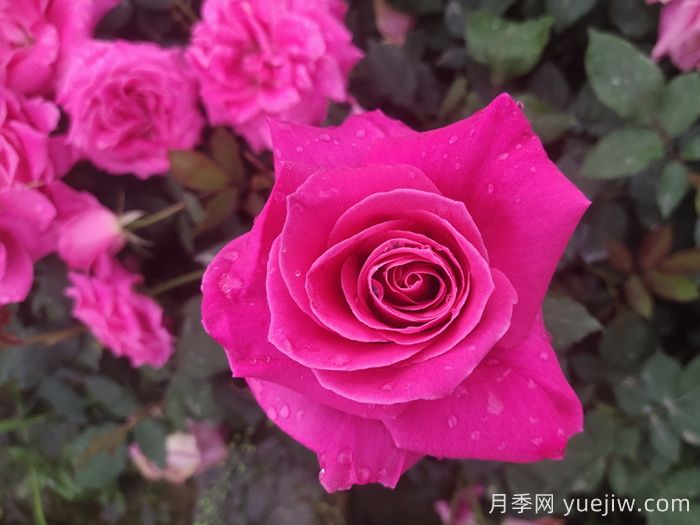題月季，詩(shī)十三首(圖1)