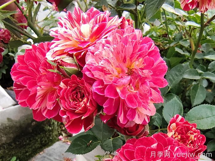 如何選擇適合自己的月季花？(圖1)