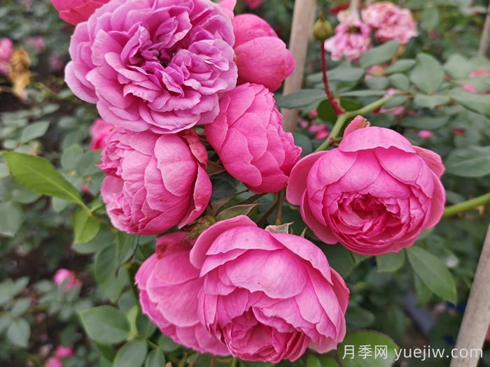適合夏季的藤本月季品種，高溫也能開花(圖3)