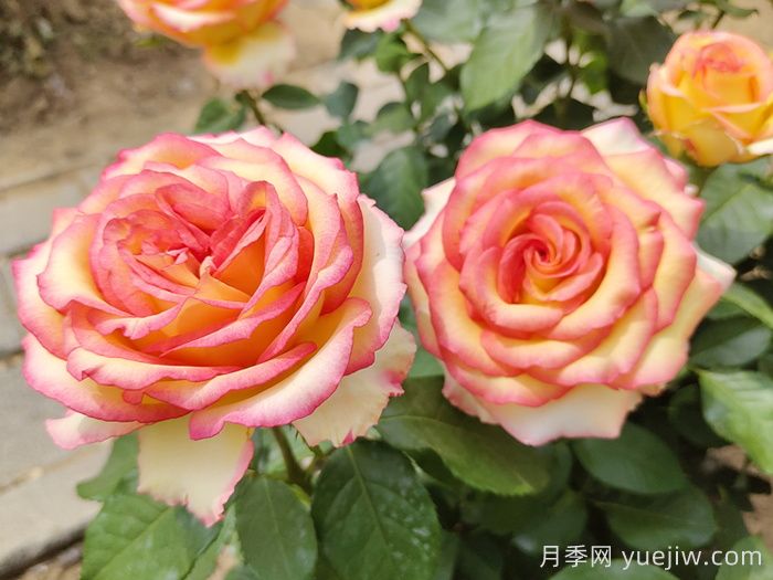 香水月季長什么樣？(圖1)
