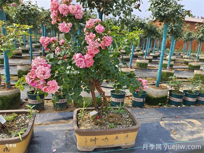 古樁盆景月季，既有顏值，又有價(jià)值(圖1)