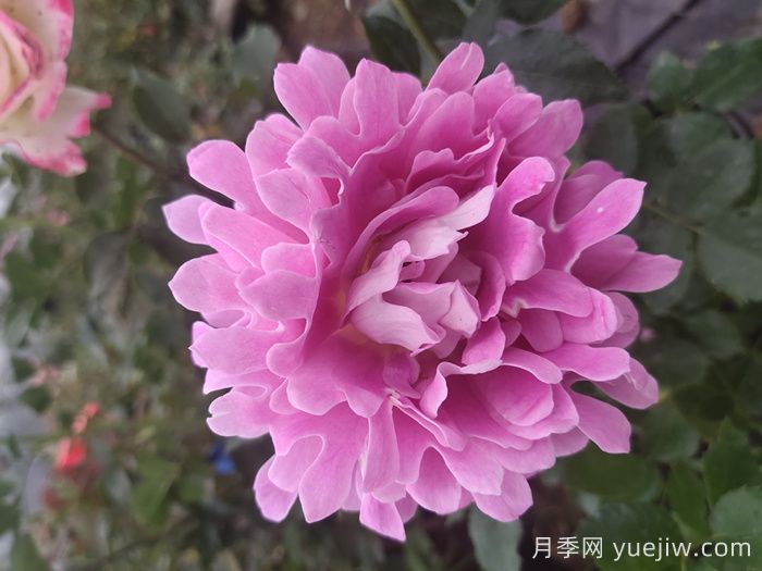 歐月和月季花的區(qū)別你知道嗎？(圖1)