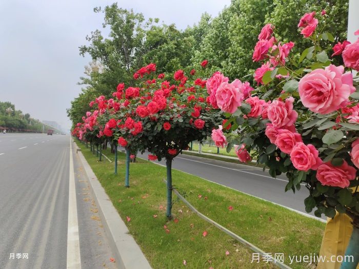 園林界的新寵，歐月樹狀月季，你一定喜歡(圖3)