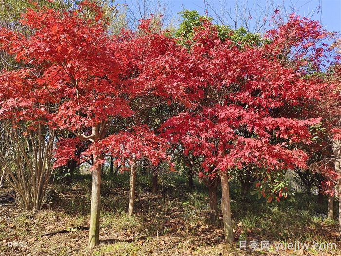 美國紅楓苗木種植時(shí)八點(diǎn)修剪建議(圖1)