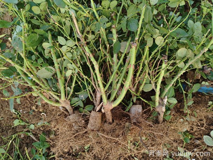 經(jīng)過遠距離運輸?shù)脑录韭愀?，定植上盆辦法詳解(圖2)