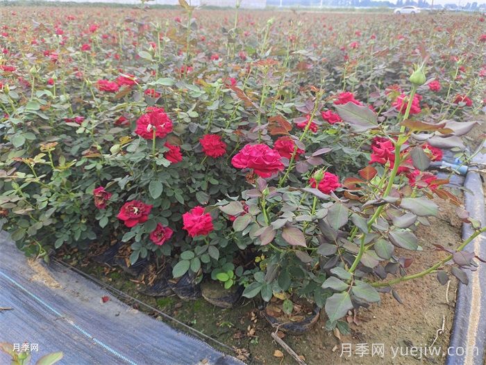 南北方種月季需要注意哪些要點(diǎn)？月季網(wǎng)來告訴你(圖2)