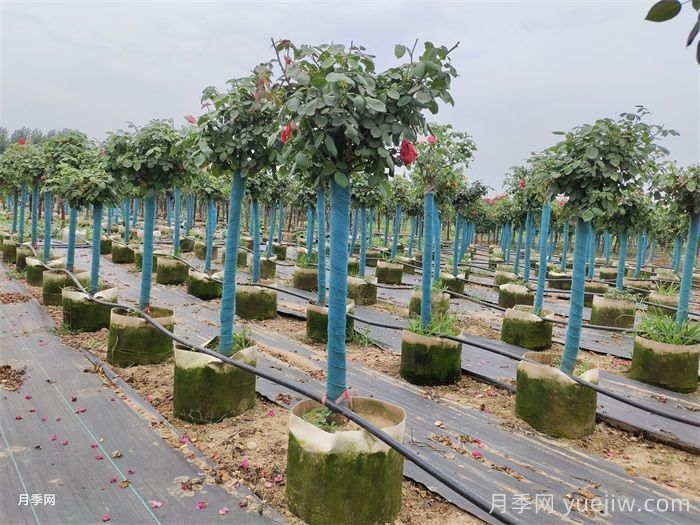 嫁接樹狀月季了，時間方法交給你(圖2)