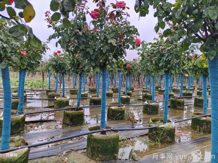 南陽(yáng)樹狀月季種植基地教你走出嫁接兩大誤區(qū)(圖1)