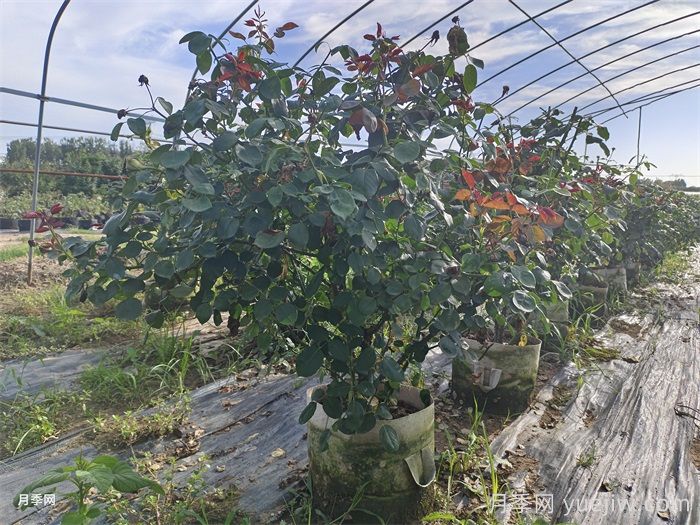 ?老齡月季更新如何修剪和保護(hù)芽？(圖1)