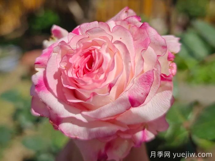 可愛教主月季/小可愛/非?？蓯?圖2)