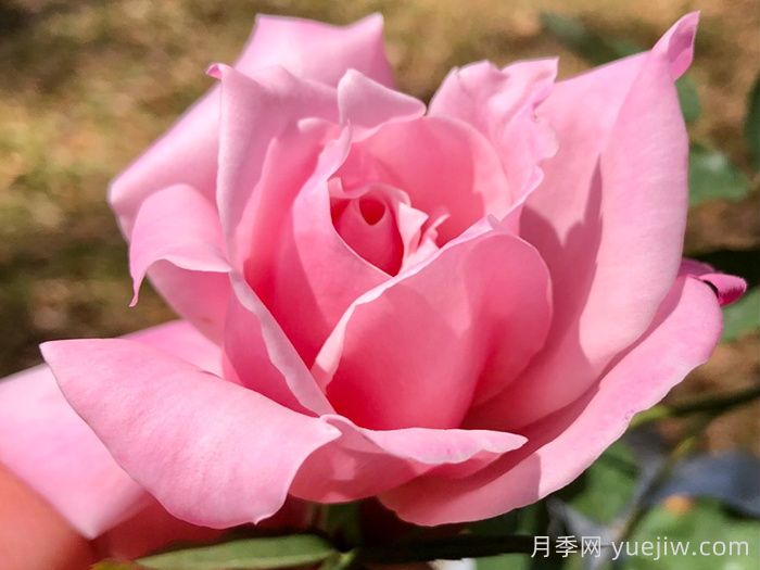 灌木初戀月季的優(yōu)缺點(diǎn)是什么？？(圖1)
