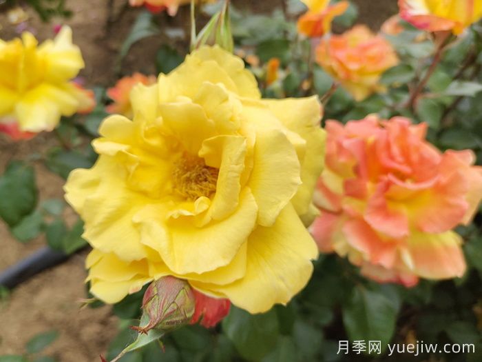 8首***美月季花古詩，春天賞花品詩(圖2)
