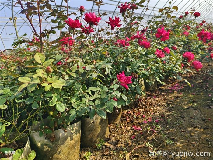 月季花后如何修剪？(圖1)