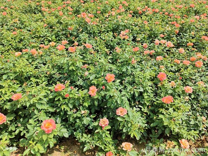 秋季月季花再開爆，要做好夏季工作(圖1)