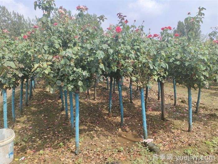 南陽樹狀月季網(wǎng)上交易成功，900棵出嫁杭州蕭山(圖1)