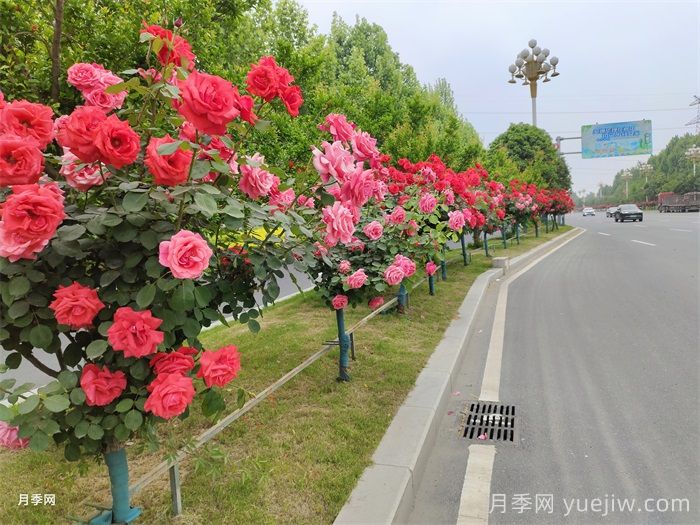一棵樹狀月季四季美麗，月季樹的特點(diǎn)和養(yǎng)護(hù)(圖3)