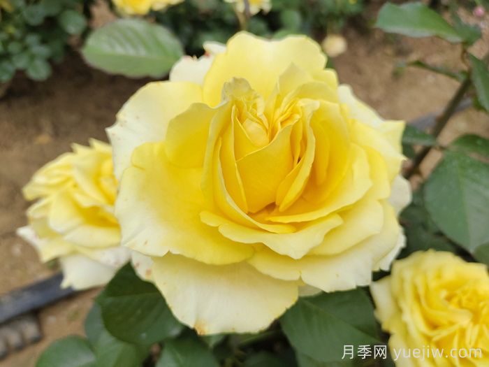 月季銹病的危害癥狀及其防治技術(shù)要點有哪些？(圖1)