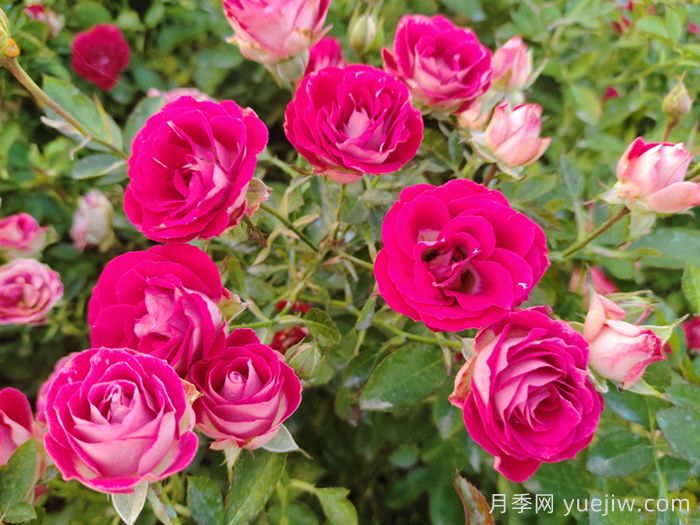 月季花春季施肥過多怎么辦？(圖1)