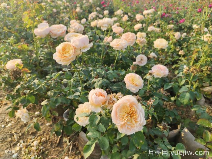 月季新葉卷曲枯萎的原因是什么？(圖1)