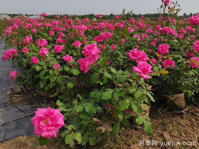 月季花適合在什么環(huán)境下生長？(圖1)