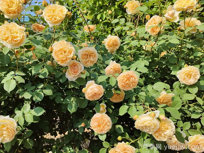 月季花的自然花期是什么時(shí)候？(圖1)