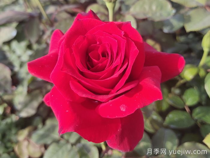 月季花有什么顏色？花色總結(jié)(圖1)