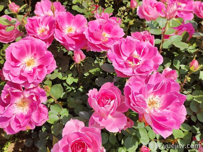 月季花有什么顏色？花色總結(jié)(圖2)