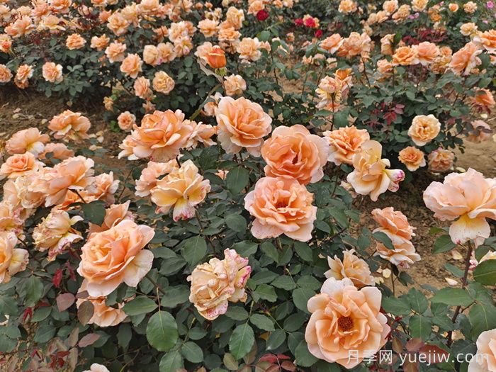 月季花有什么顏色？花色總結(jié)(圖3)