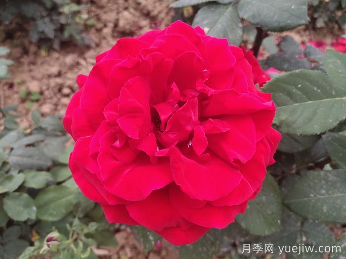 茶花女月季與梅朗口紅月季的區(qū)別是什么？(圖1)