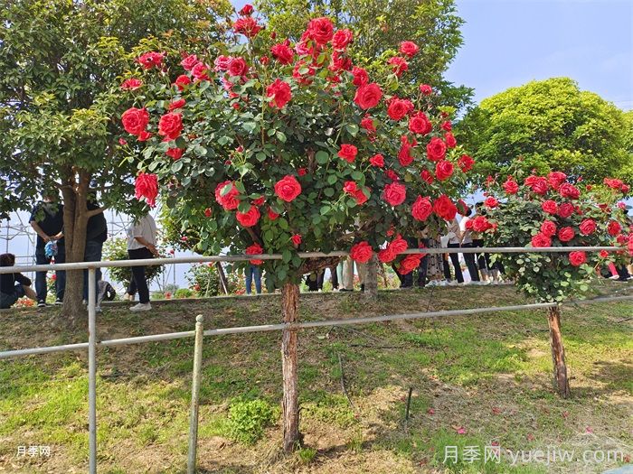 樹狀月季為什么嫁接的都是緋扇粉扇？(圖2)
