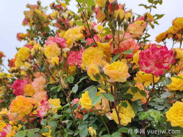 藤彩虹月季和微彩虹月季的區(qū)別？(圖1)
