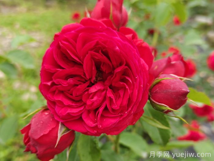 盆栽本是月季，花束卻叫玫瑰(圖1)