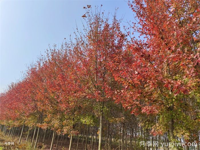 五角楓生長環(huán)境、種植技術(shù)與管理方法(圖1)