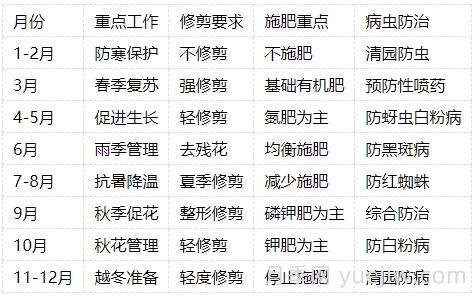 月季的生長周期，一年四季的管理辦法(圖4)