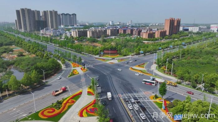萬株樹狀月季齊綻放，扮靚寧鄉(xiāng)城市新風(fēng)景(圖1)