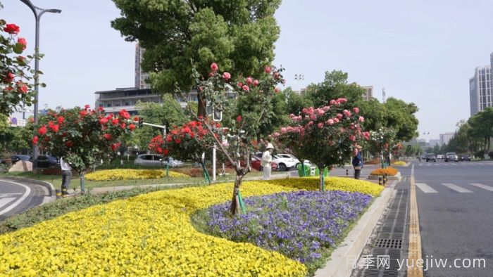 萬株樹狀月季齊綻放，扮靚寧鄉(xiāng)城市新風(fēng)景(圖2)