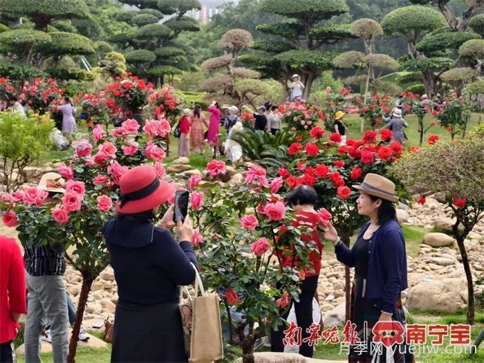 南寧南湖公園，2萬(wàn)株月季盛放的夢(mèng)幻花園(圖1)