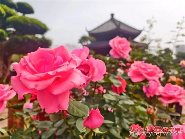 南寧南湖公園，2萬(wàn)株月季盛放的夢(mèng)幻花園(圖2)