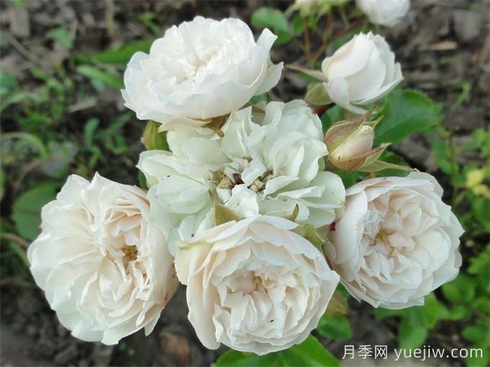 綠冰月季推薦，清新淡雅的微月(圖2)