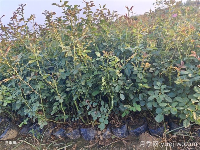灌木月季和藤本月季有什么區(qū)別？(圖2)