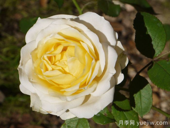 無限永遠月季的優(yōu)缺點是什么？(圖1)