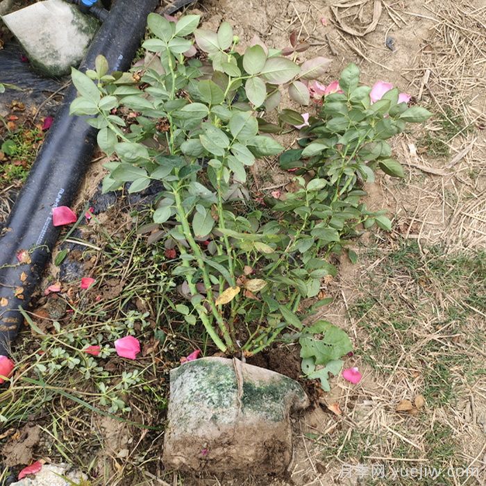 月季強(qiáng)筍爆長影響株型，有什么解法？(圖1)