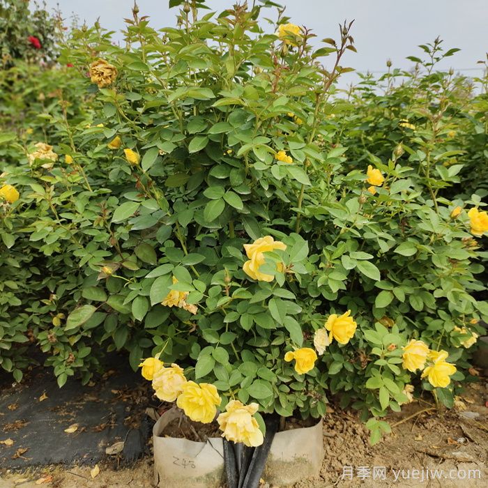 一開花就垂頭，這類月季怎么調(diào)教？(圖1)